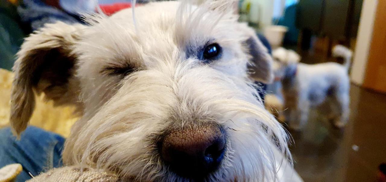 The Sleeping Dog Room At The Grumpy Schnauzer Bnb Huge Room, Luxe Suite, Private Hot Tub, Breakfast, Gym, Games Room, Farm Stay, Amazing Airdrie Exterior foto